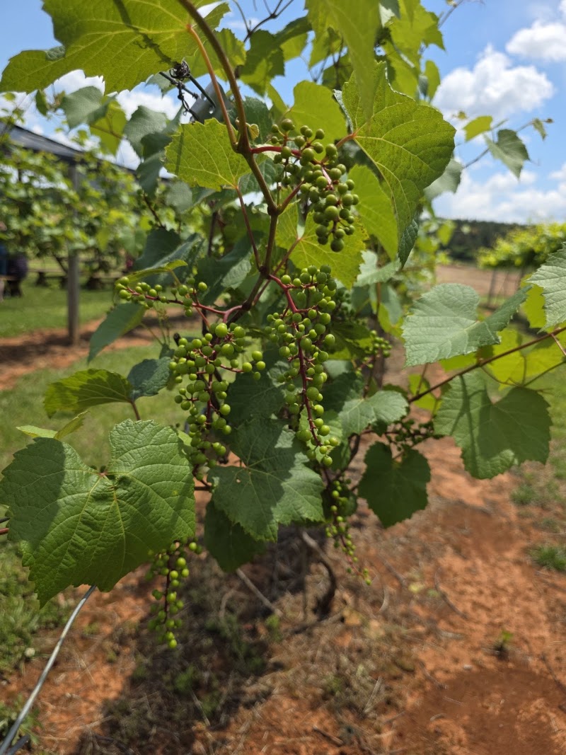 La Famiglia Vineyards & Winery - Event Venue in Toney, Alabama