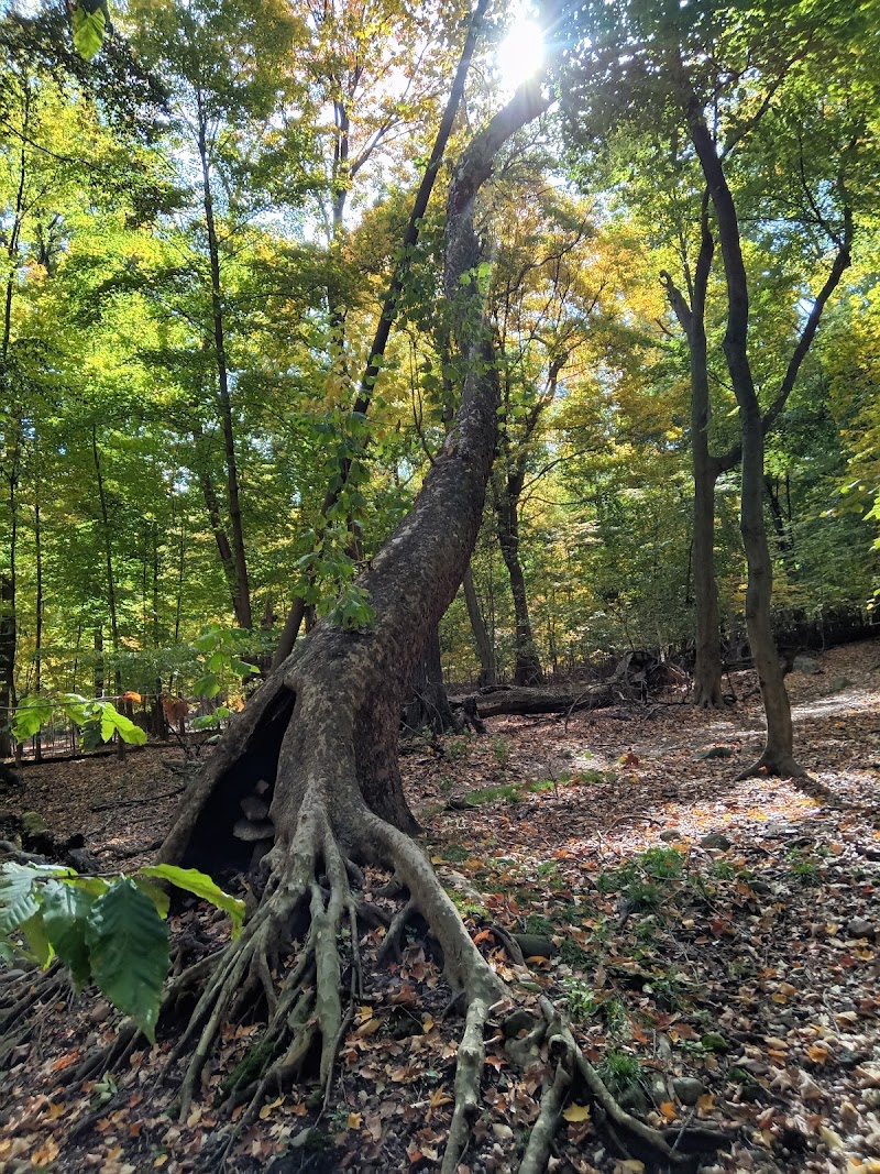 Borg's Woods Nature Preserve - Event Venue in Hackensack, New Jersey