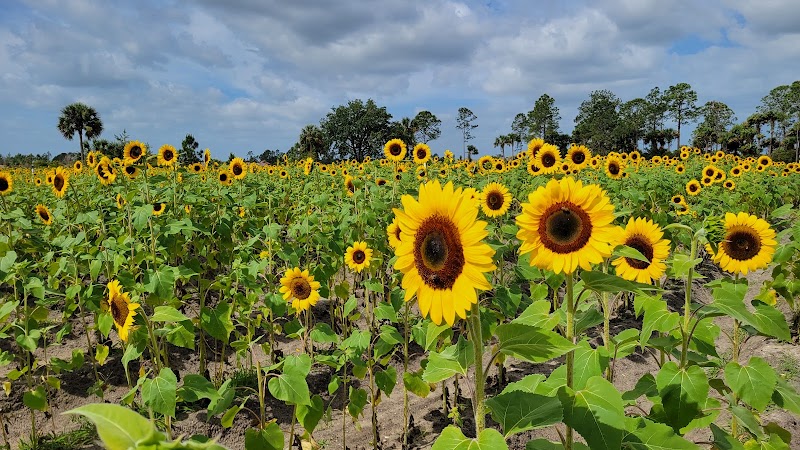 Harris Establishment Farms - U-Pick & Farm Adventures - Event Venue in Palm Bay, Florida