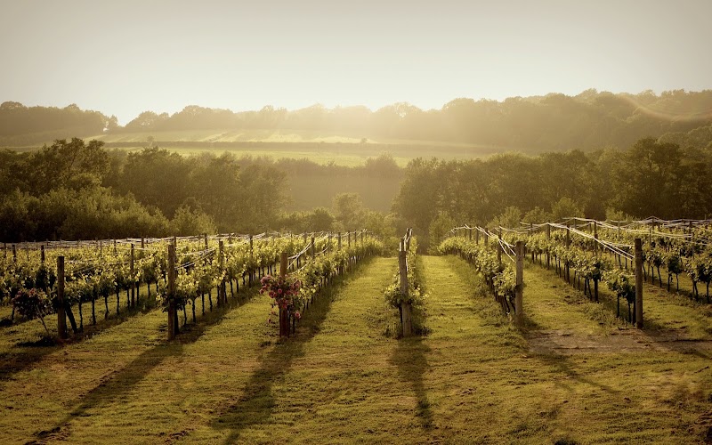 Bluebell Vineyard Estates Ltd - Event Venue in Furner's Green, England