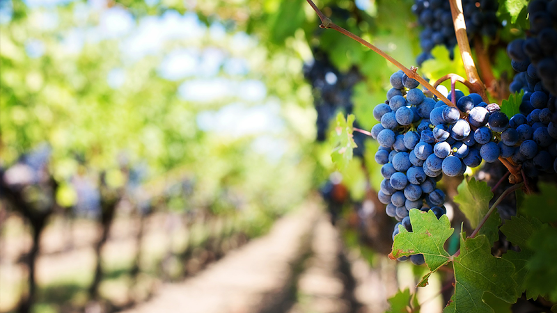 LoMac Winery - Event Venue in Fresno, California