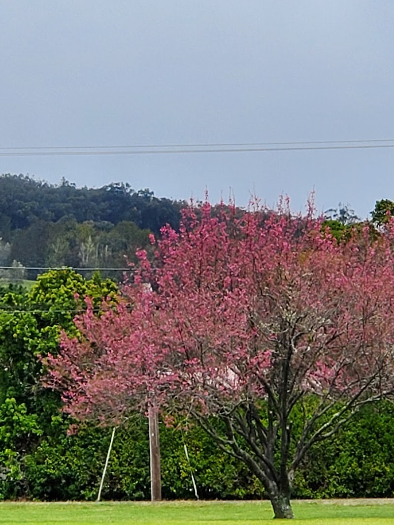 Waimea Cherry Blossom Heritage Festival - Event Venue in Waimea, Hawaii