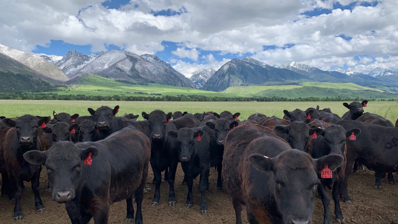 Deep Creek Meadows Ranch - Event Venue in Livingston, Montana