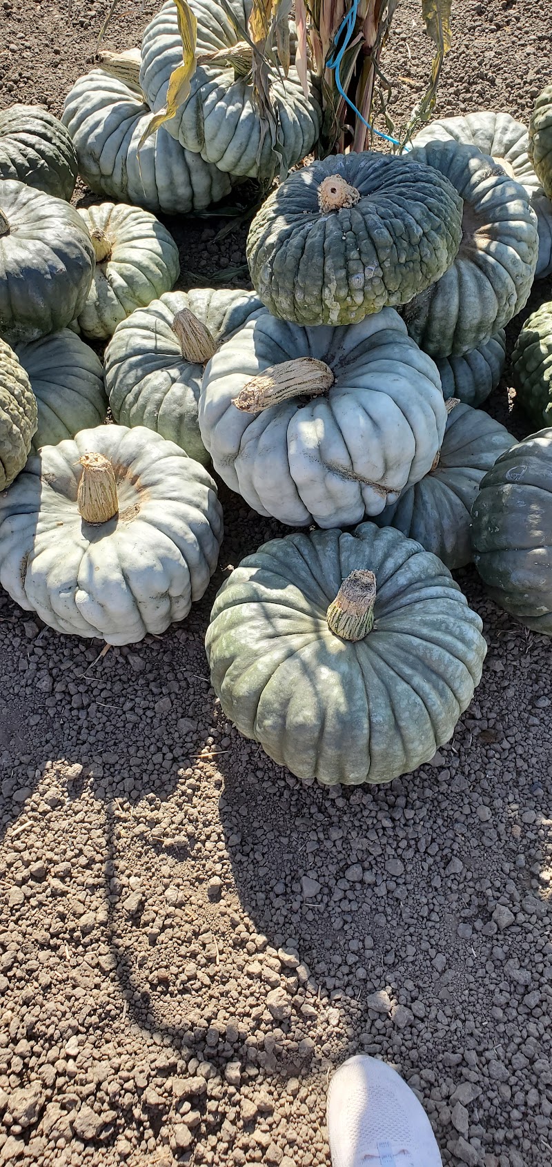 McGrath Ranch & Garden - Event Venue in Ventura, California
