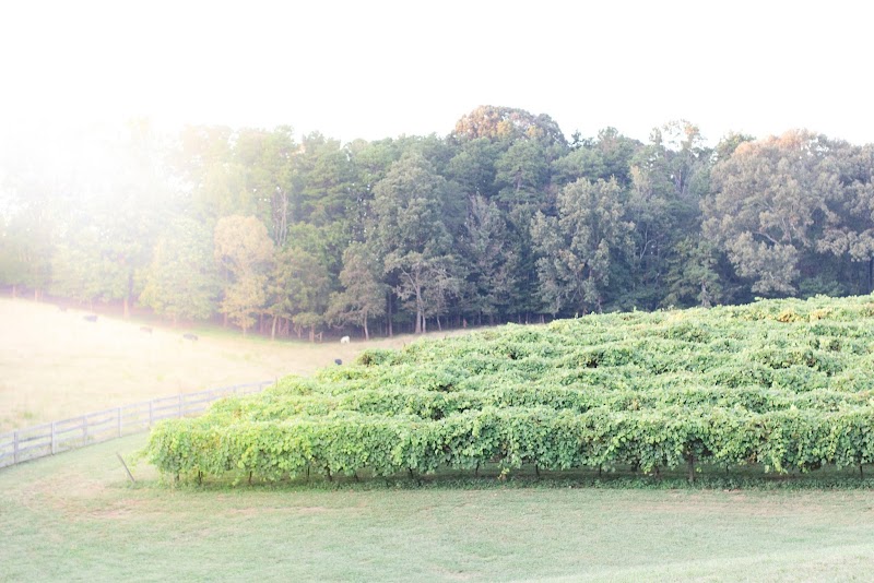 Cavender Creek Vineyards - Event Venue in Dahlonega, Georgia