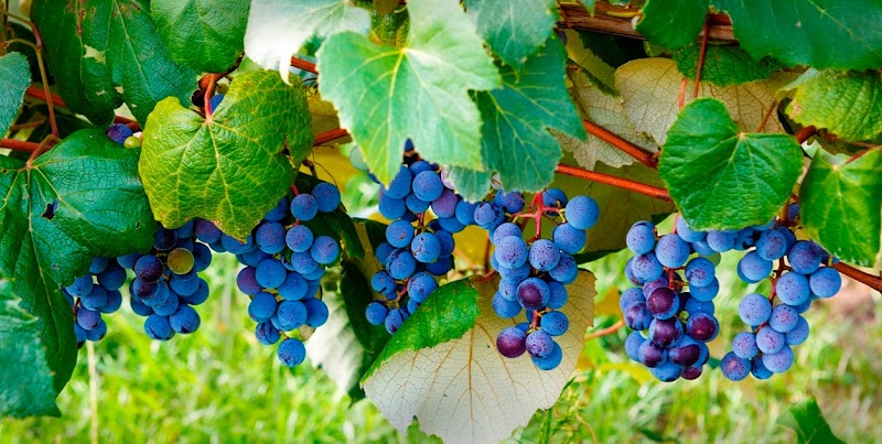 Country Moon Winery - Event Venue in Noblesville, Indiana