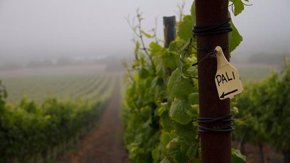 Pali Wine Co. - Event Venue in Anaheim, California