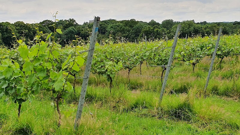 Forty Hall Vineyard - Event Venue in England
