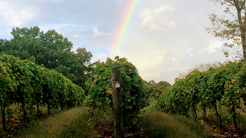 Adam Puchta Winery - Event Venue in Hermann, Missouri