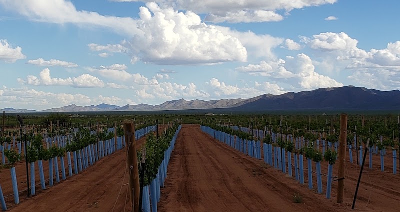 Hofmann Vineyards - Event Venue in McNeal, Arizona