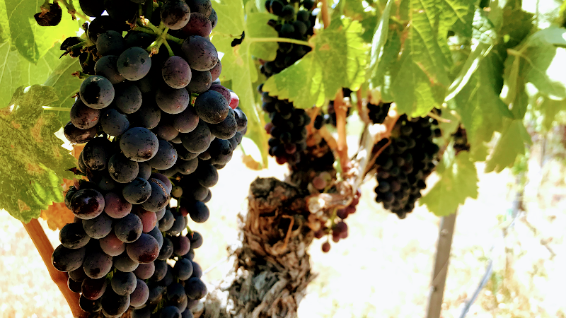 Oak Creek Vineyards & Winery - Event Venue in Cornville, Arizona