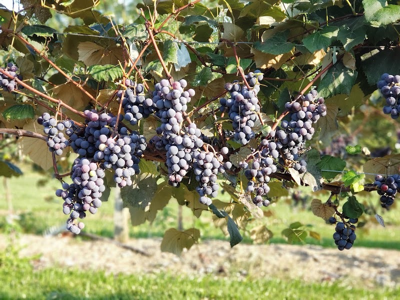 T Wynn Vineyard - Event Venue in Oregon, Ohio