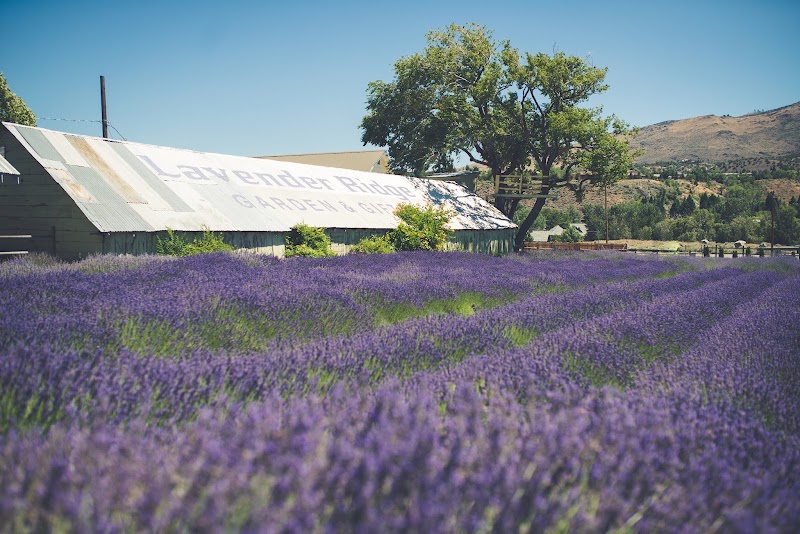 Lavender Ridge Wedding, Elopement, Party, Chapel, Hall Venue - Event Venue in Reno, Nevada