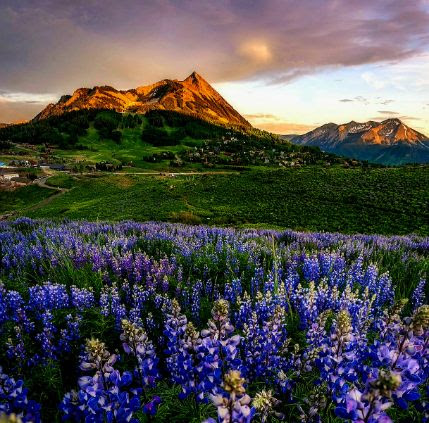 Crested Butte Wildflower Festival - Event Venue in Crested Butte, Colorado