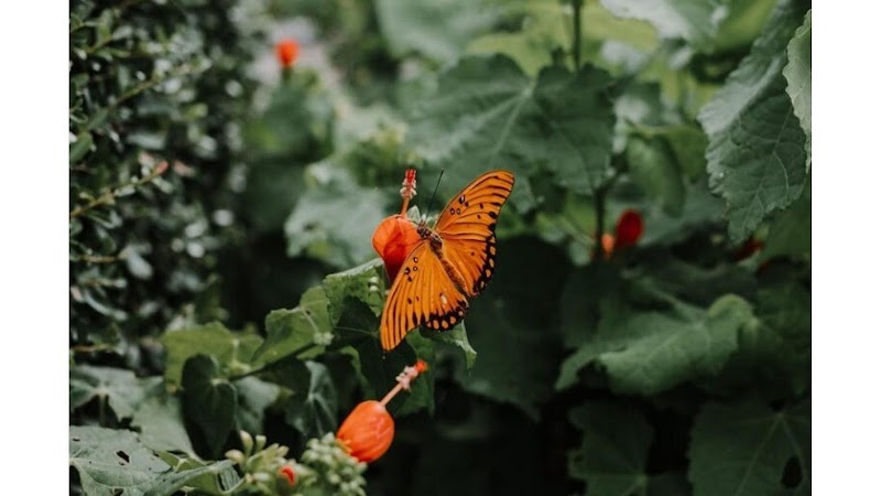 Texas Discovery Gardens at Fair Park - Event Venue in Dallas, Texas