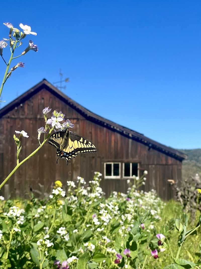 Cāpo Creek Winery - Event Venue in Healdsburg, California