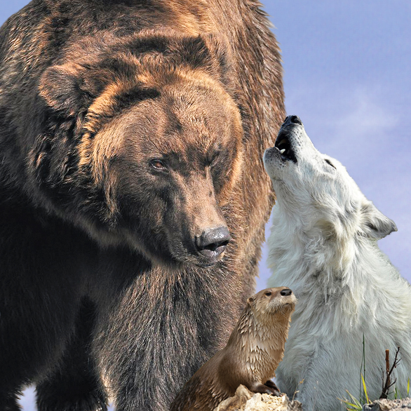 Grizzly & Wolf Discovery Center - Event Venue in West Yellowstone, Montana