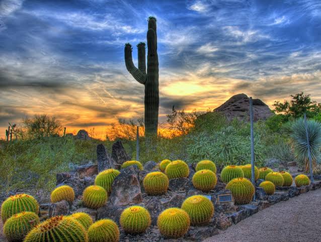 Desert Botanical Garden - Event Venue in Phoenix, Arizona