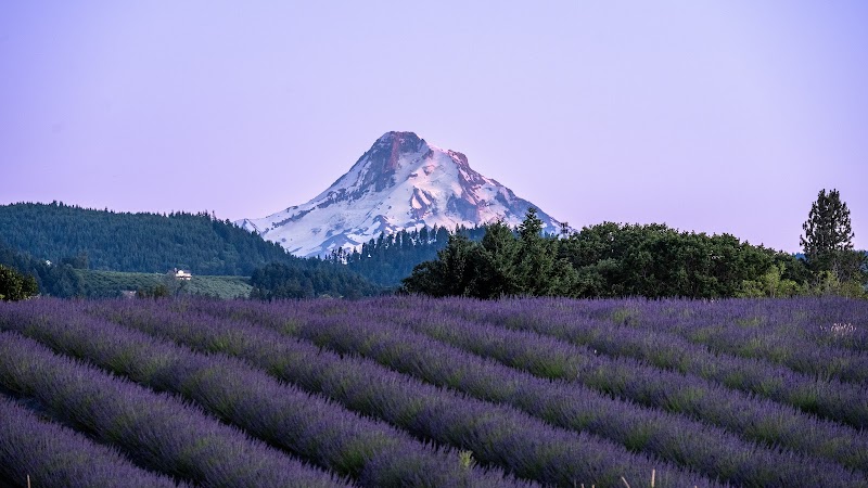 Hope Ranch Lavender - Event Venue in Hood River, Oregon