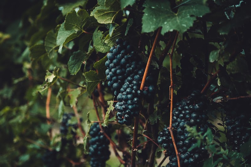 Sedlescombe Organic Vineyard - Event Venue in Sedlescombe, England