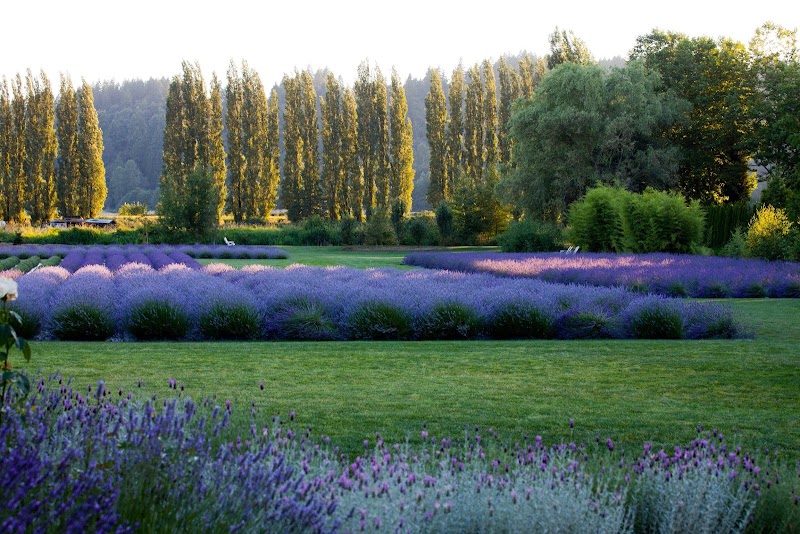 Woodinville Lavender - Event Venue in Redmond, Washington