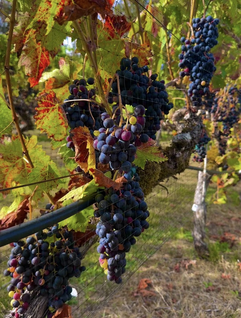 14 Acres Vineyard and Winery - Event Venue in Ridgefield, Washington