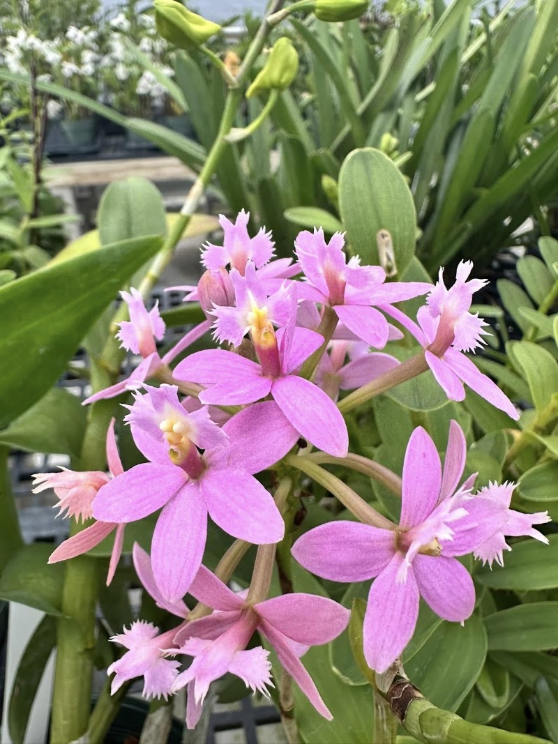 Belle Danse Orchids & Tropicals - Event Venue in Belle Chasse, Louisiana