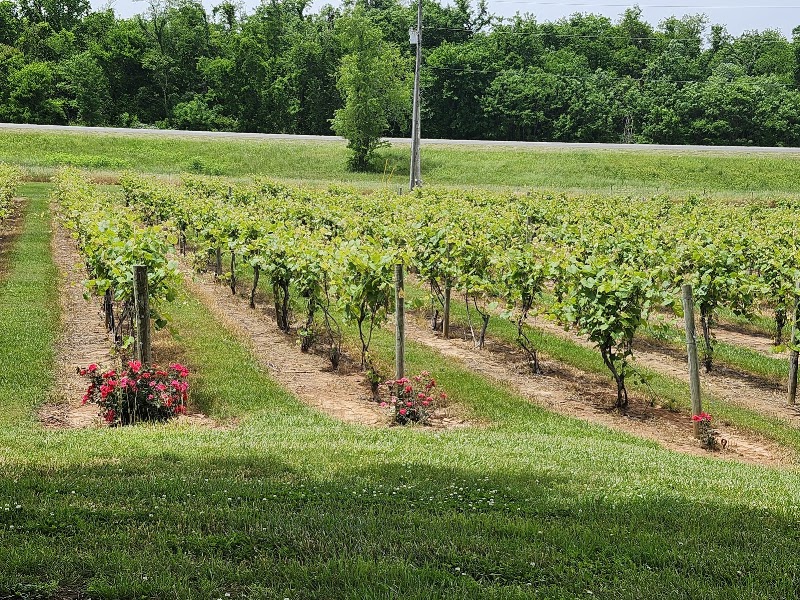 Beachaven Vineyards & Winery - Event Venue in Clarksville, Tennessee