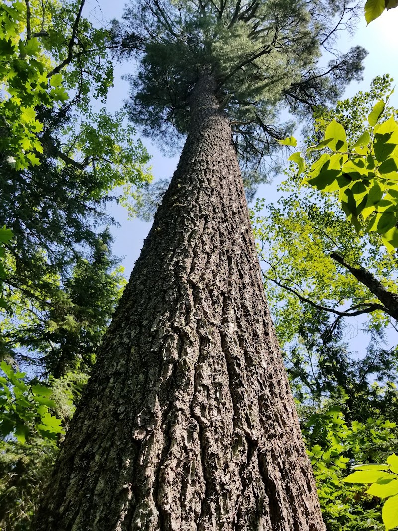 Estivant Pines Wilderness Nature Sanctuary - Event Venue in Copper Harbor, Michigan