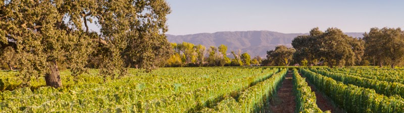Roblar Winery and Vineyards - Santa Ynez Estate Tasting Room - Event Venue in Santa Ynez, California