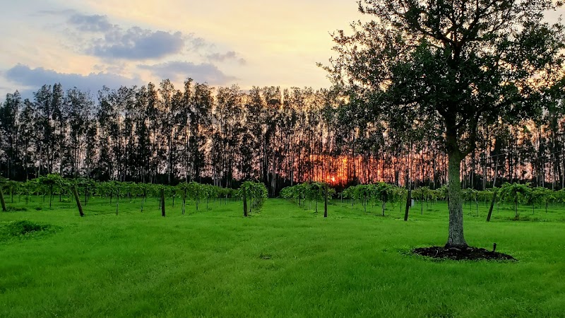 Summer Crush Vineyard & Winery - Event Venue in Fort Pierce, Florida