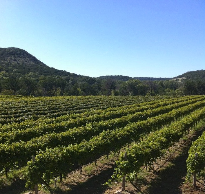 La Cruz de Comal Wines, Ltd. - Event Venue in New Braunfels, Texas