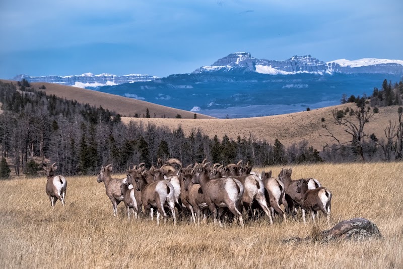 National Bighorn Sheep Center - Event Venue in Dubois, Wyoming