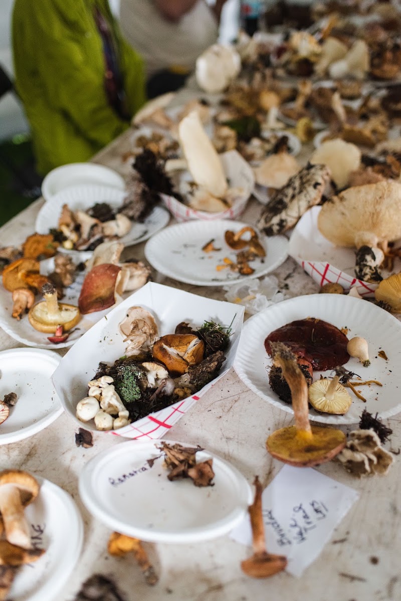 Telluride Mushroom Festival - Event Venue in Telluride, Colorado