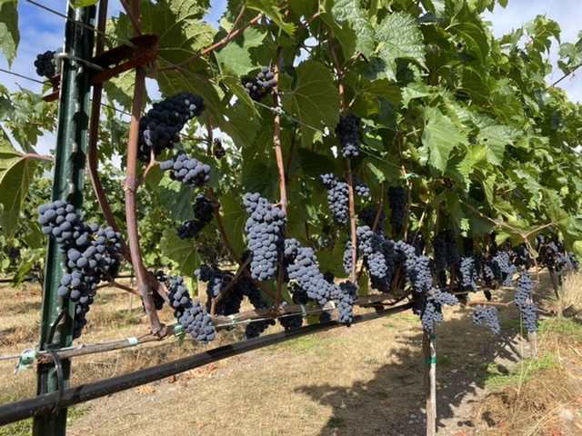 Sailor Vineyard - Event Venue in Port Townsend, Washington