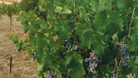North Cork Vineyard & Winery - Event Venue in Yucaipa, California