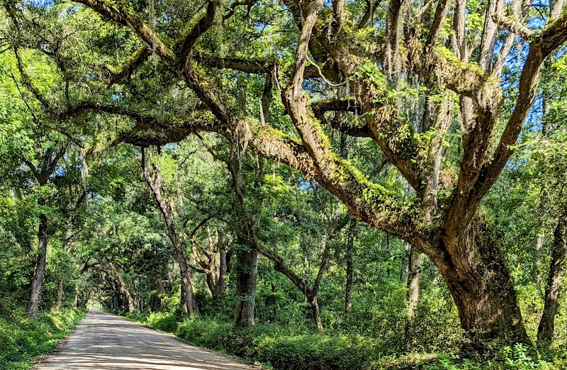 Botany Bay Plantation Heritage Preserve and Wildlife Management Area - Event Venue in Edisto Island, South Carolina