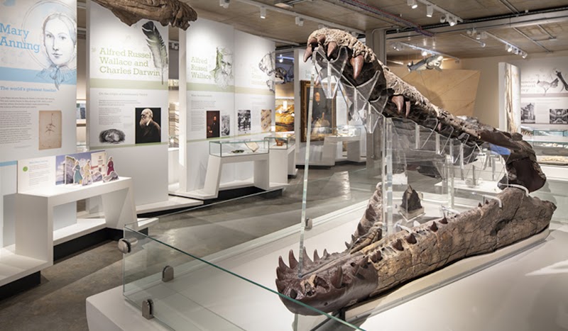 Dorset Museum & Art Gallery - Event Venue in Dorchester, Dorset