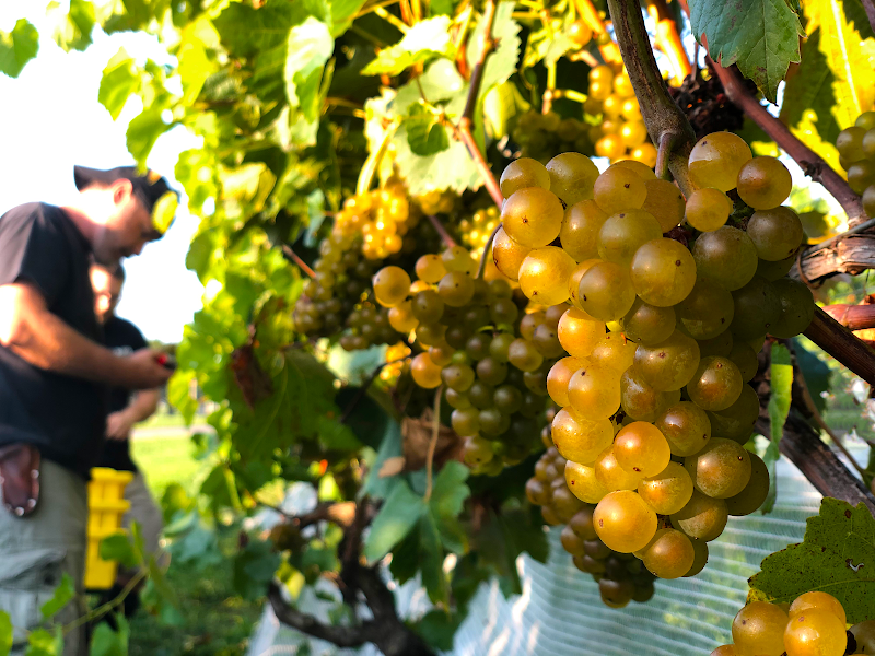 Linganore Winecellars - Event Venue in Mount Airy, Maryland