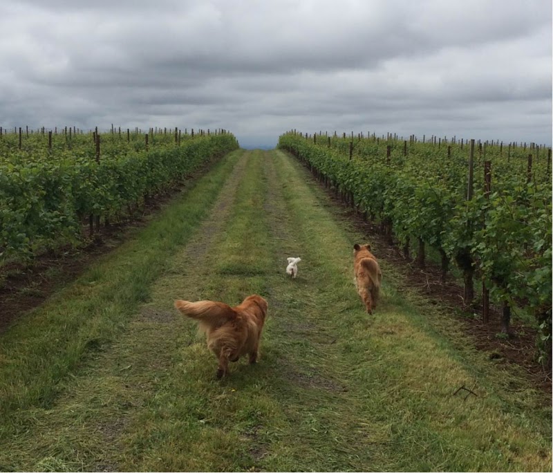 Campbell Lane Winery - Event Venue in West Linn, Oregon