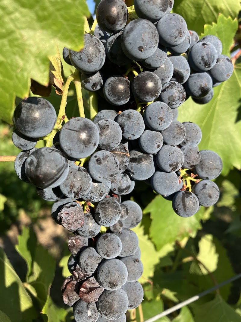 Victory View Vineyard - Event Venue in Schaghticoke, New York