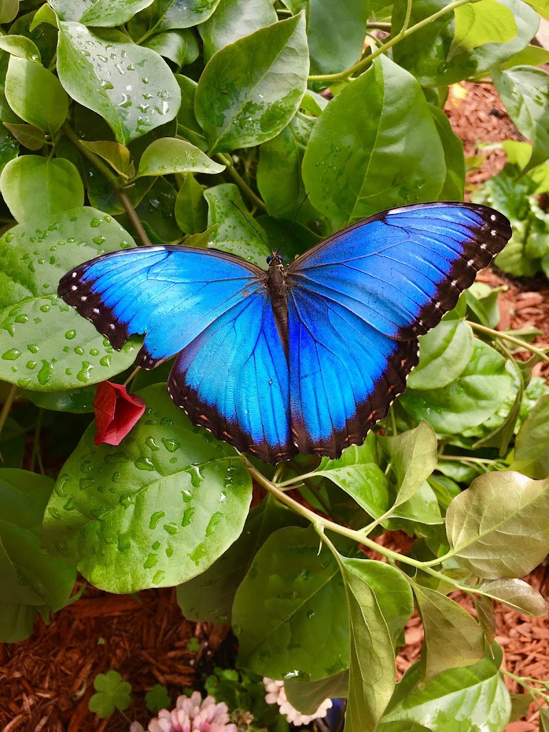 The Original Mackinac Island Butterfly House & Insect World - Event Venue in Mackinac Island, Michigan