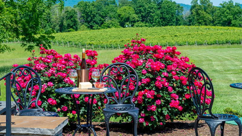 Spout Spring Estates Winery and Vineyard - Event Venue in Blaine, Tennessee