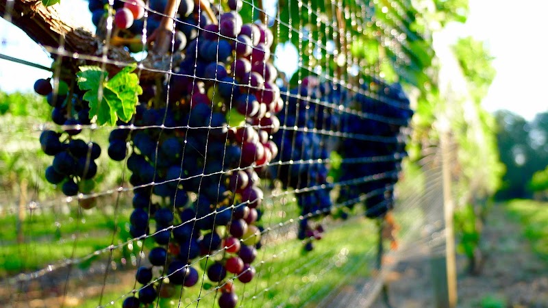 Jefferson Vineyards - Event Venue in Charlottesville, Virginia