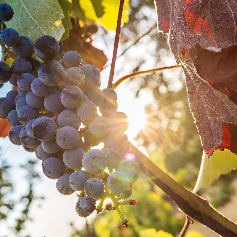 Lost Oak Winery - Event Venue in Burleson, Texas