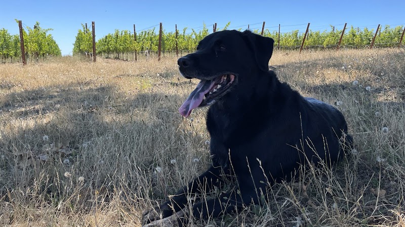 Black Dog Vineyard & Winery Tasting Room - Event Venue in Carlton, Oregon