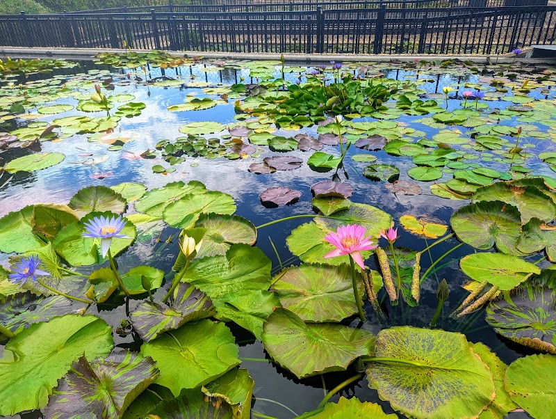 International Waterlily Collection - Event Venue in San Angelo, Texas