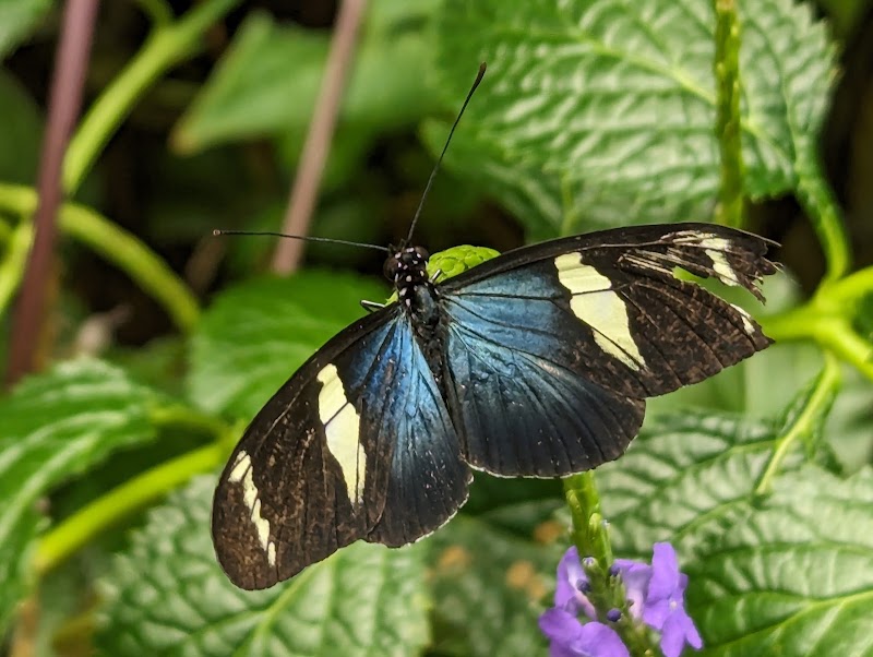 Dancing Wings Butterfly Garden - Event Venue in Rochester, New York