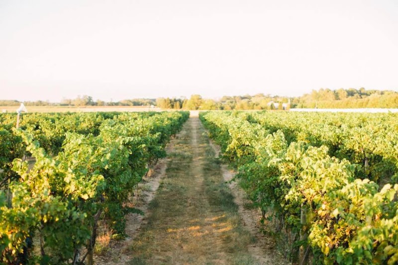 Tomasello Winery - Event Venue in Hammonton, New Jersey