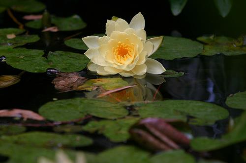 Peace Awareness Labyrinth and Gardens - Event Venue in Los Angeles, California